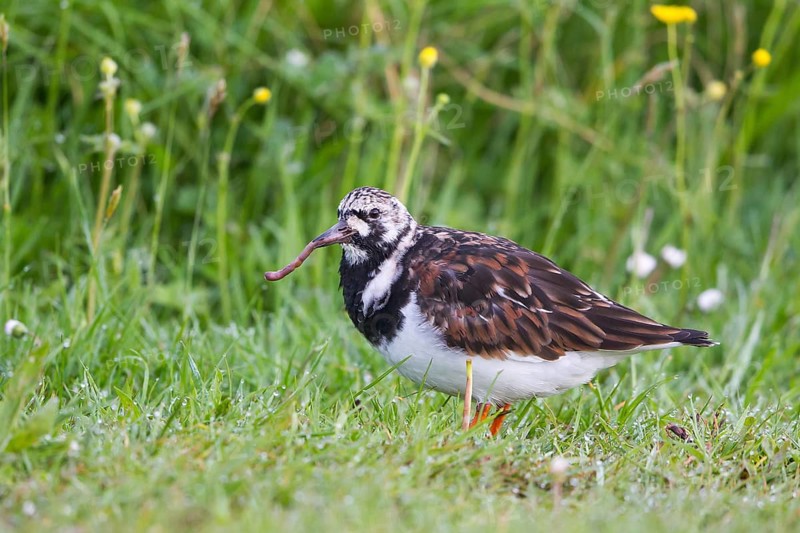 Ruddy Turnstone (Arenaria interpres) with earthworm in beak