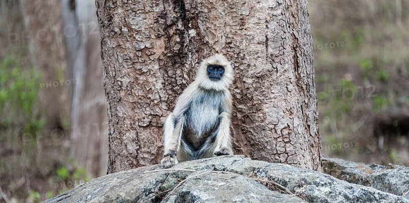 Gray langur (Semnopithecus sp.) sitting on stone