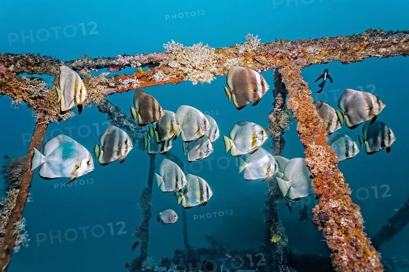School of teira batfish (Platax teira) above the Alma Jane wreck