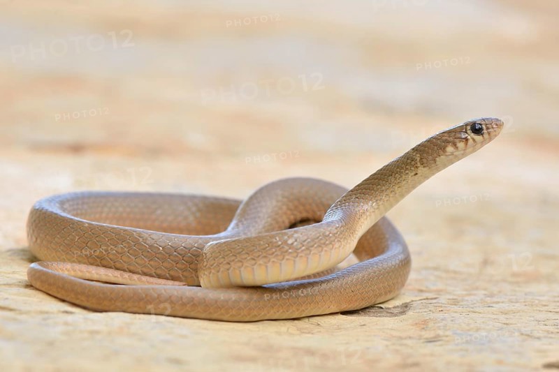 Ring-headed Dwarf Snake (Eirenis modestus)