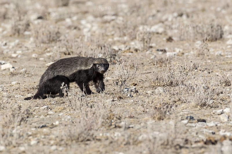 Honey Badger (Mellivora capensis)