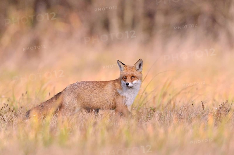 Red Fox (Vulpes vulpes) on a meadow in autumn