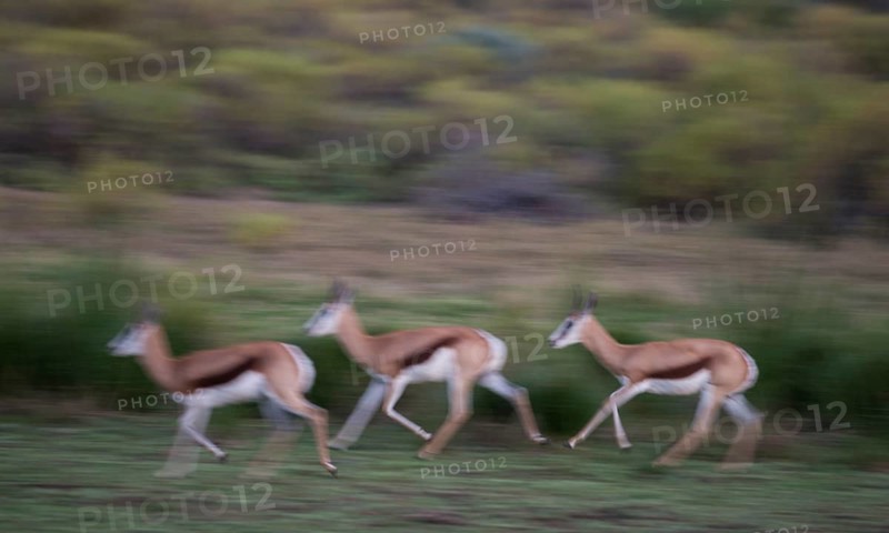 Running Springboks (Antidorcas marsupialis)