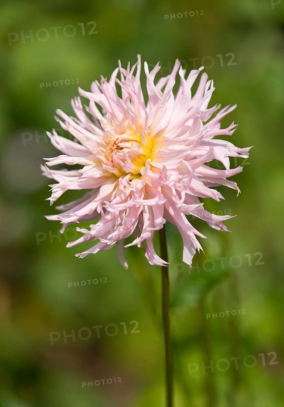 Dahlia