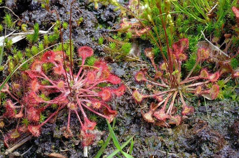 Round-leaved sundew (Drosera rotundifolia) on peat