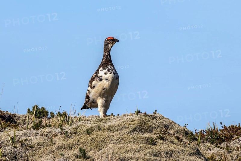 Ptarmigan (Lagopus)