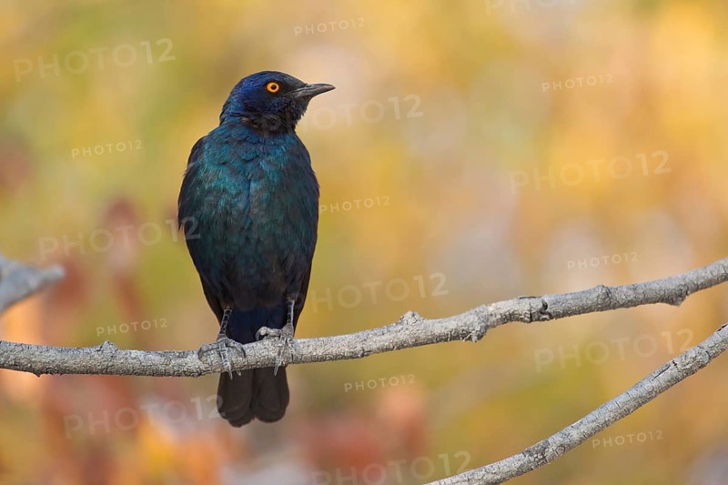 Cape Starling (Lamprotornis nitens) sitting on a twig