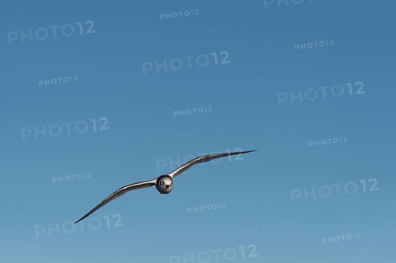 Ivory Gull (Pagophila eburnea)