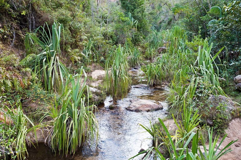 Plants in rocky creek bed