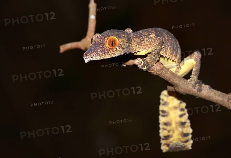 Henkel's Leaf-tailed Gecko or Frilled Leaf-tail Gecko (Uroplatus henkeli)