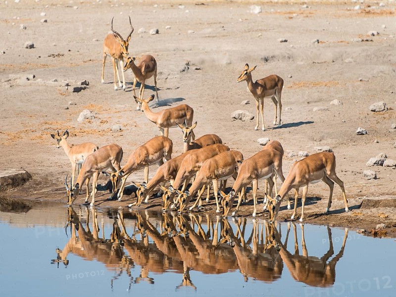 Herd of Black-faced Impalas (Aepyceros melampus petersi) drinking