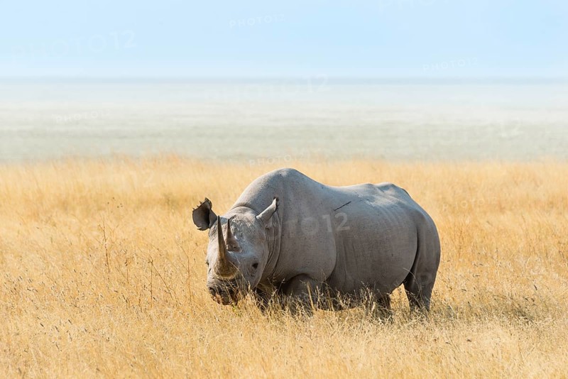 Black Rhino (Diceros bicornis) at the edge of the Etosha Pan