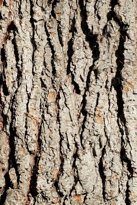 Bark of an Atlas Cedar (Cedrus atlantica)