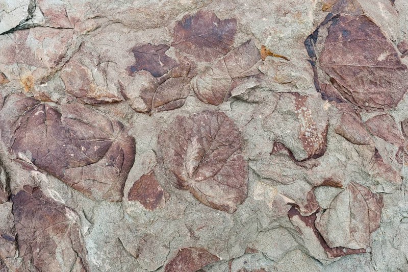 Fossils of deciduous leaves