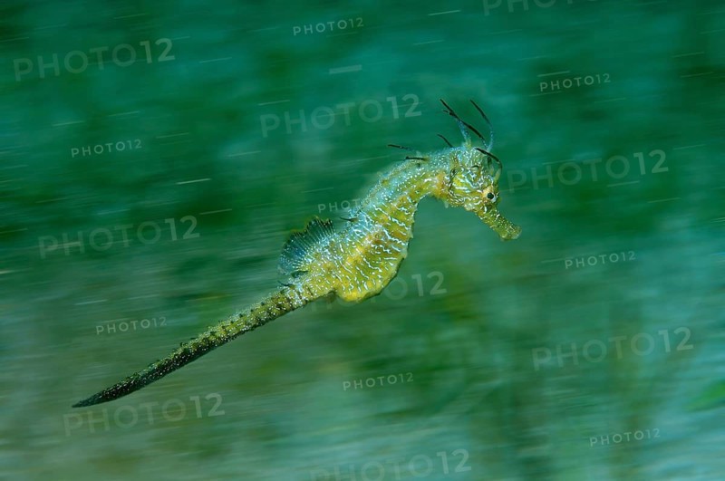 Short-snouted Seahorse (Hippocampus hippocampus)