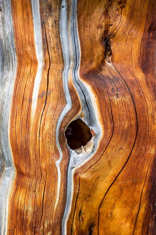 Dead Swiss Stone Pine (Pinus cembra)