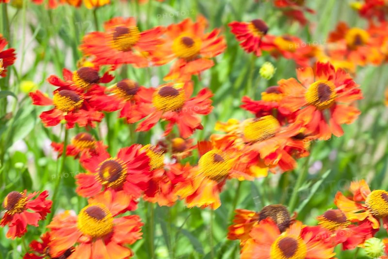 Common sneezeweed