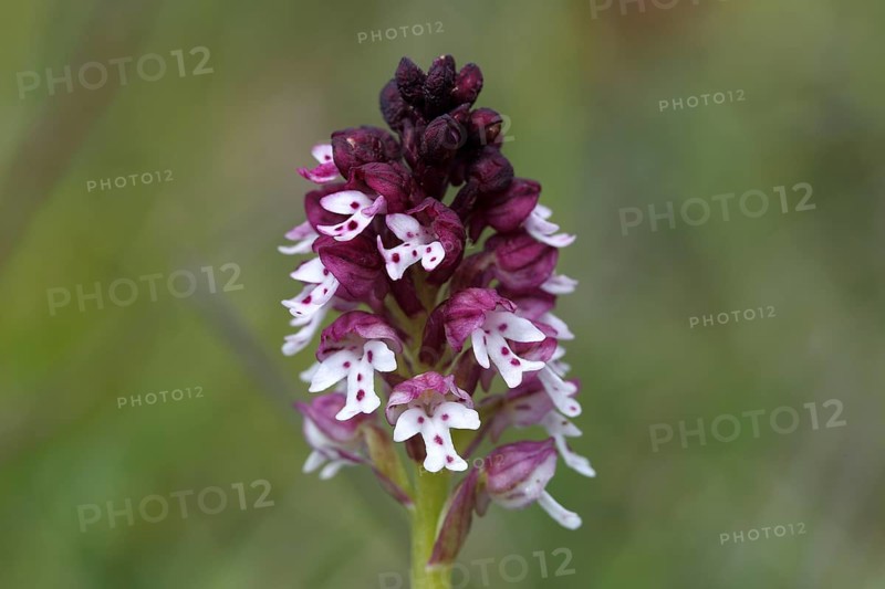 Burnt-tip Orchid (Orchis ustulata)