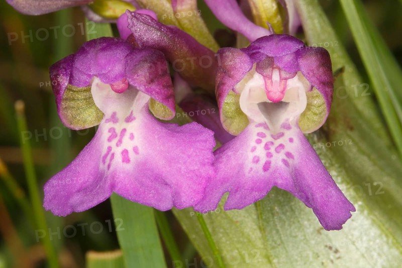 Green-winged Orchid or Green-veined Orchid (Orchis morio)