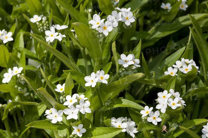 Wood forget-me-not (Myosotis sylvatica)