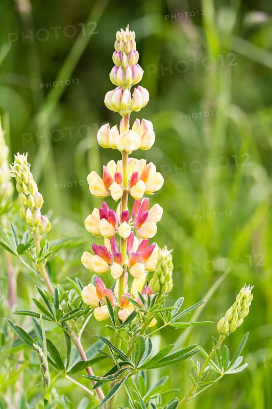 Bigleaf Lupine or Garden Lupine (Lupinus polyphyllus)