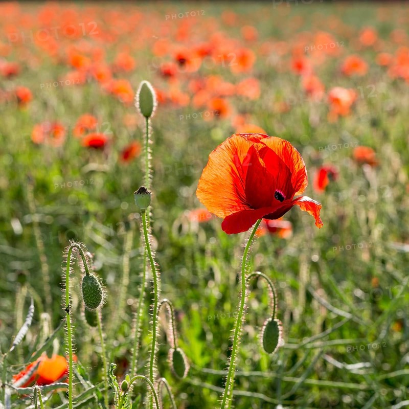 Corn Poppy (Papaver rhoeas) in a field