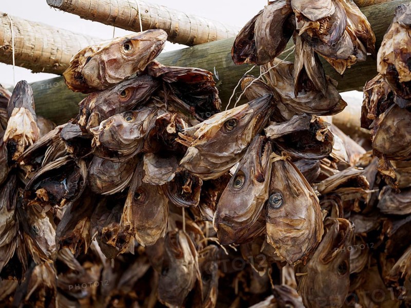 Stockfish heads are hung from a wooden frame for drying