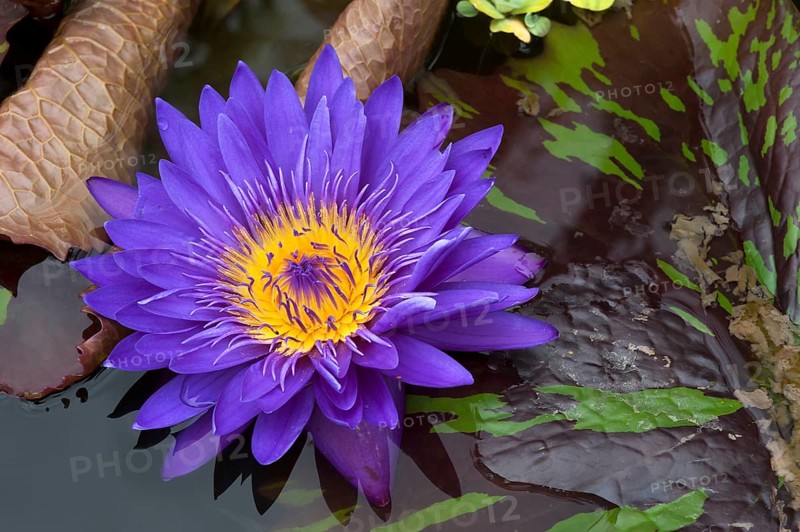 Flower of a Cape Blue Water Lily (Nymphaea capensis)