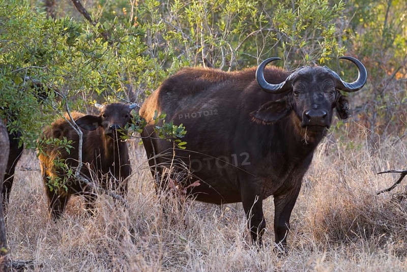 African Buffaloes or Cape Buffaloes (Syncerus caffer)