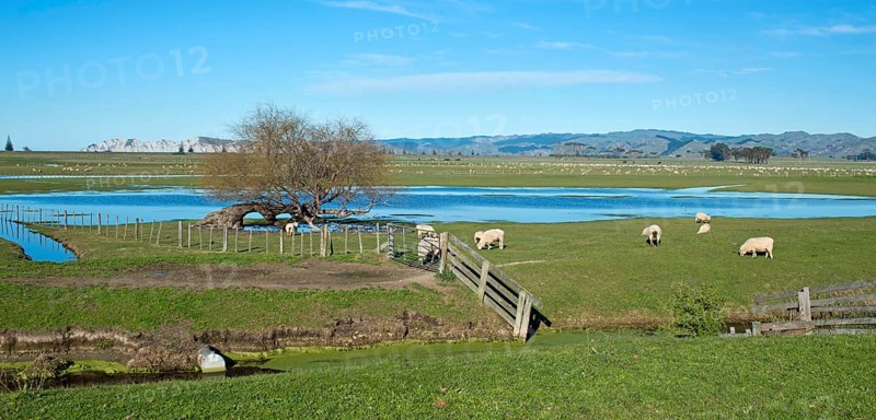 Sheep pen in Gisborne