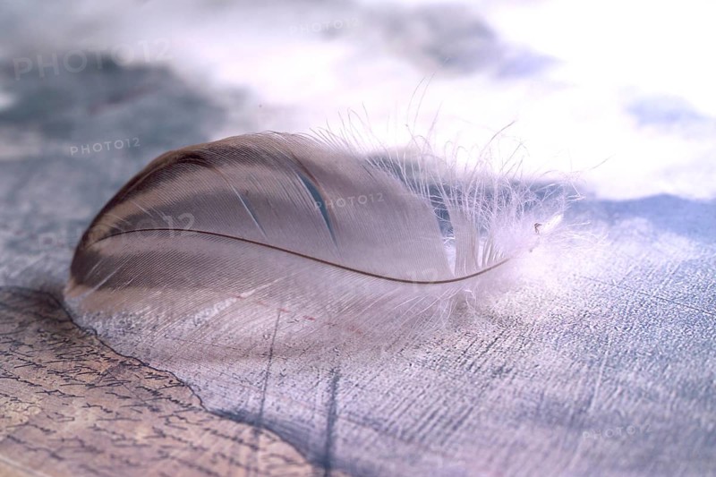 Bird feather on a document