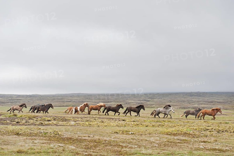 Herd of Icelandic horses galloping across barren land