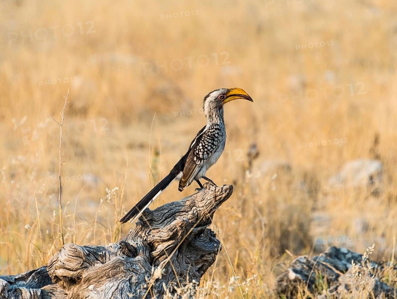 Southern Yellow-billed Hornbill (Tockus leucomelas) perched on an old tree stump