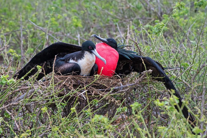 Great Frigatebirds (Fregata minor) on the nest