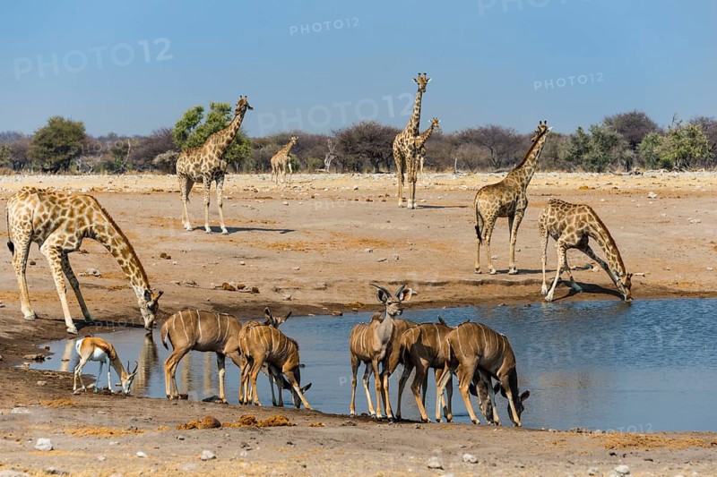 Kudus (Tragelaphus strepsiceros) and giraffes (Giraffa camelopardalis) at Chudob waterhole
