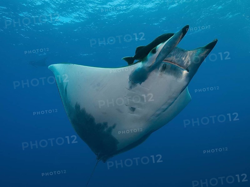 Sicklefin Devil Ray or Box Ray (Mobula tarapacana)