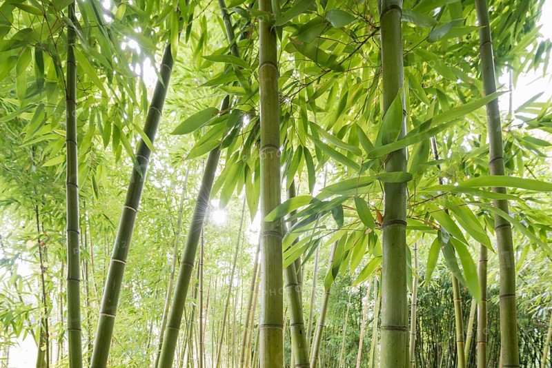 Bamboo (Bambus fargesia) grove