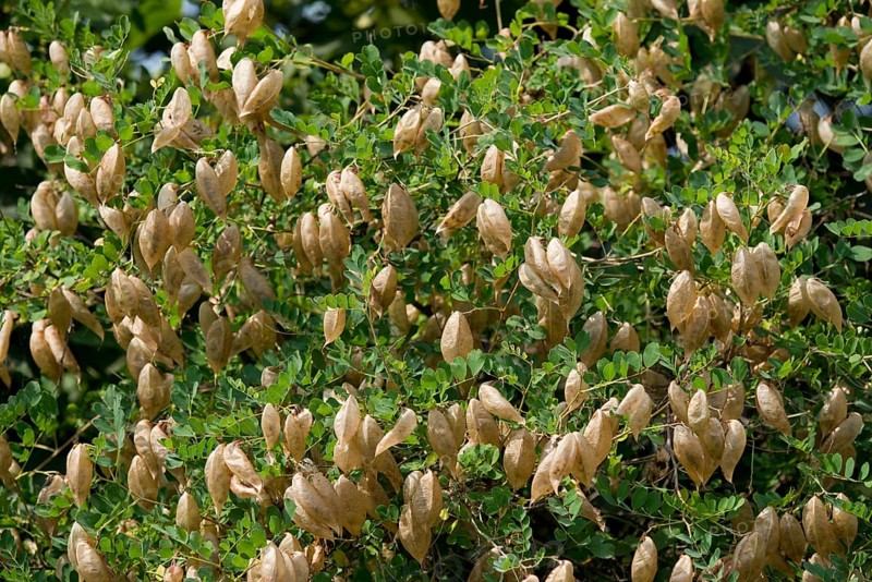 Bladdersenna or Bladder Senna (Colutea arborescens)