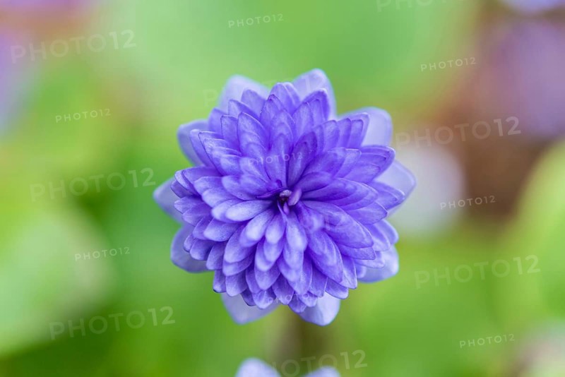 Light blue Hepatica or Liverwort (Hepatica)