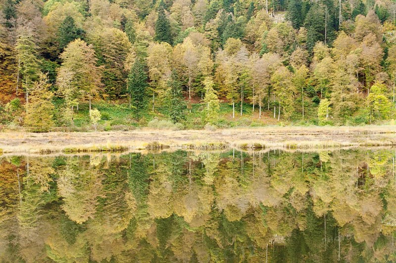 Nonnenmattweiher pond in autumn