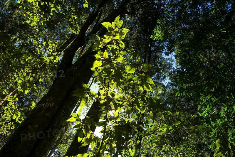 Knysna Forest