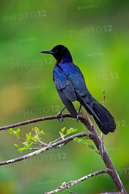 Boat-tailed Grackle (Quiscalus major)