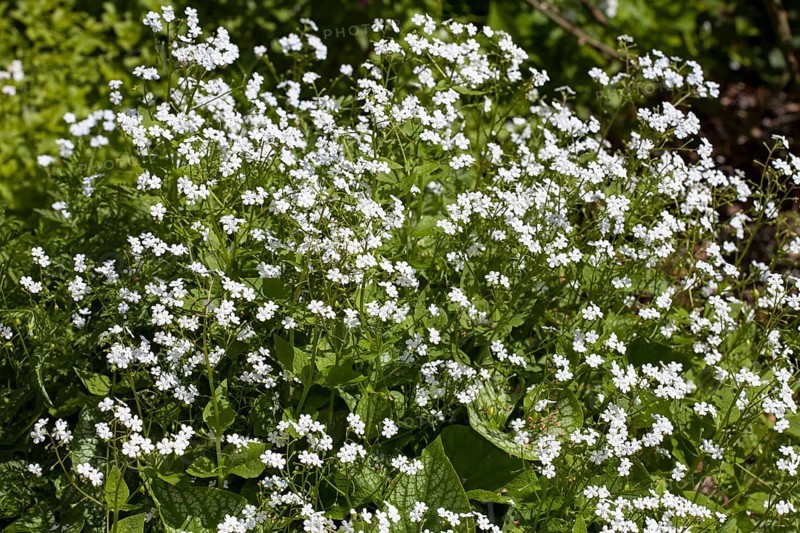 Siberian bugloss (Brunnera macrophylla)