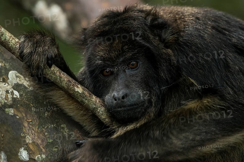 Black Howler (Alouatta caraya)