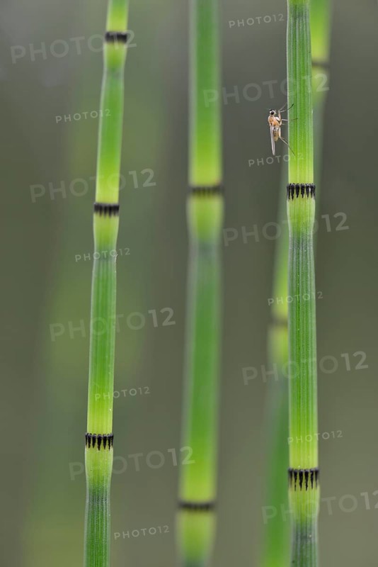 Water Horsetail (Equisetum fluviatile)