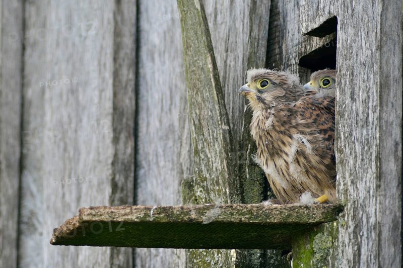 Common Kestrels (Falco tinnunculus)