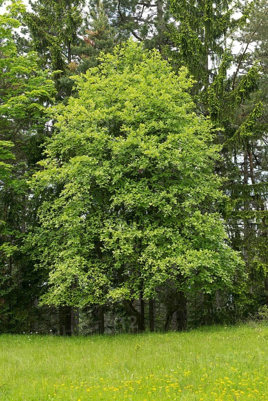 Common Whitebeam (Sorbus aria)