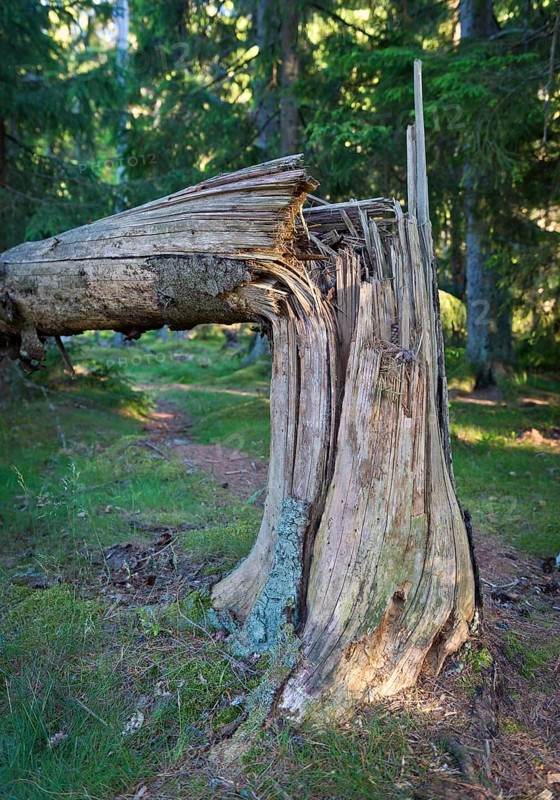 Bent Pine (Pinus sp.)