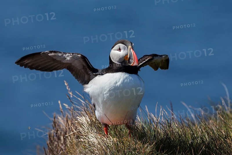 Puffin (Fratercula arctica)