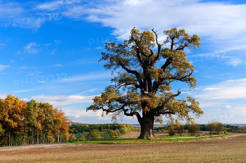 Natural monument cold Oak